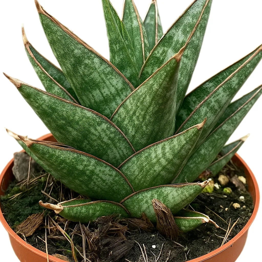 5 - 10cm Sansevieria Table Mountain House 8cm Pot House Plant