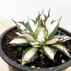 5 - 15cm Agave Peace Revolution Succulent 9cm Pot House Plant
