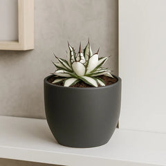 5 - 15cm Agave Peace Revolution Succulent 9cm Pot House Plant