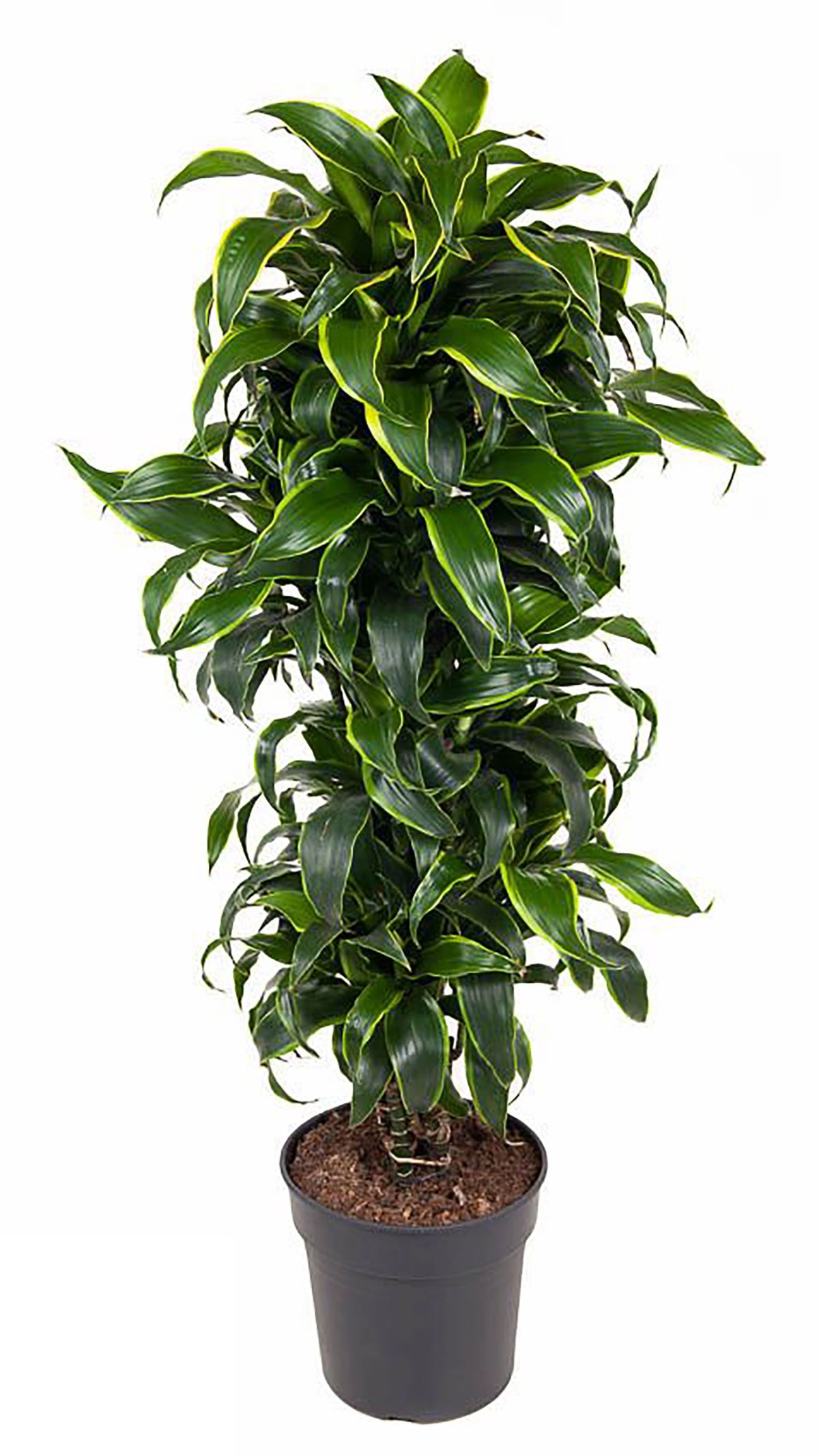 135 - 145cm Dracaena Dorado Plant Fig 31cm Pot House Plant