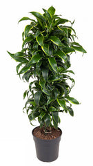 135 - 145cm Dracaena Dorado Plant Fig 31cm Pot House Plant