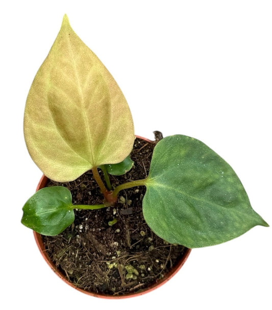 Anthurium Portillae 8cm Pot 10cm Height House Plant