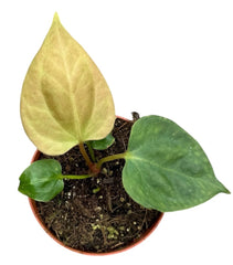 Anthurium Portillae 8cm Pot 10cm Height House Plant