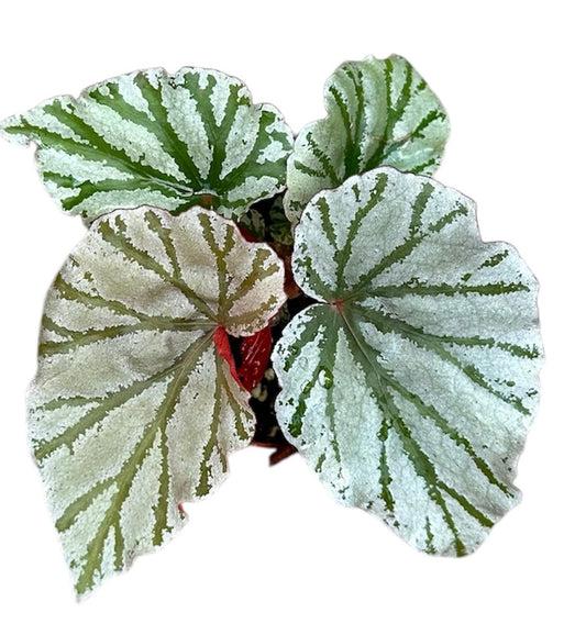 Begonia Looking Glass 8cm Pot 15cm Height House Plant
