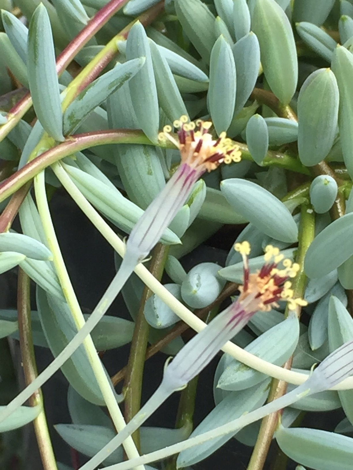 15 - 20cm Senecio Hallianus in Hanging Pot 14cm Pot House Plant