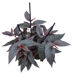 Begonia Morris 14cm Pot 35cm Height House Plant