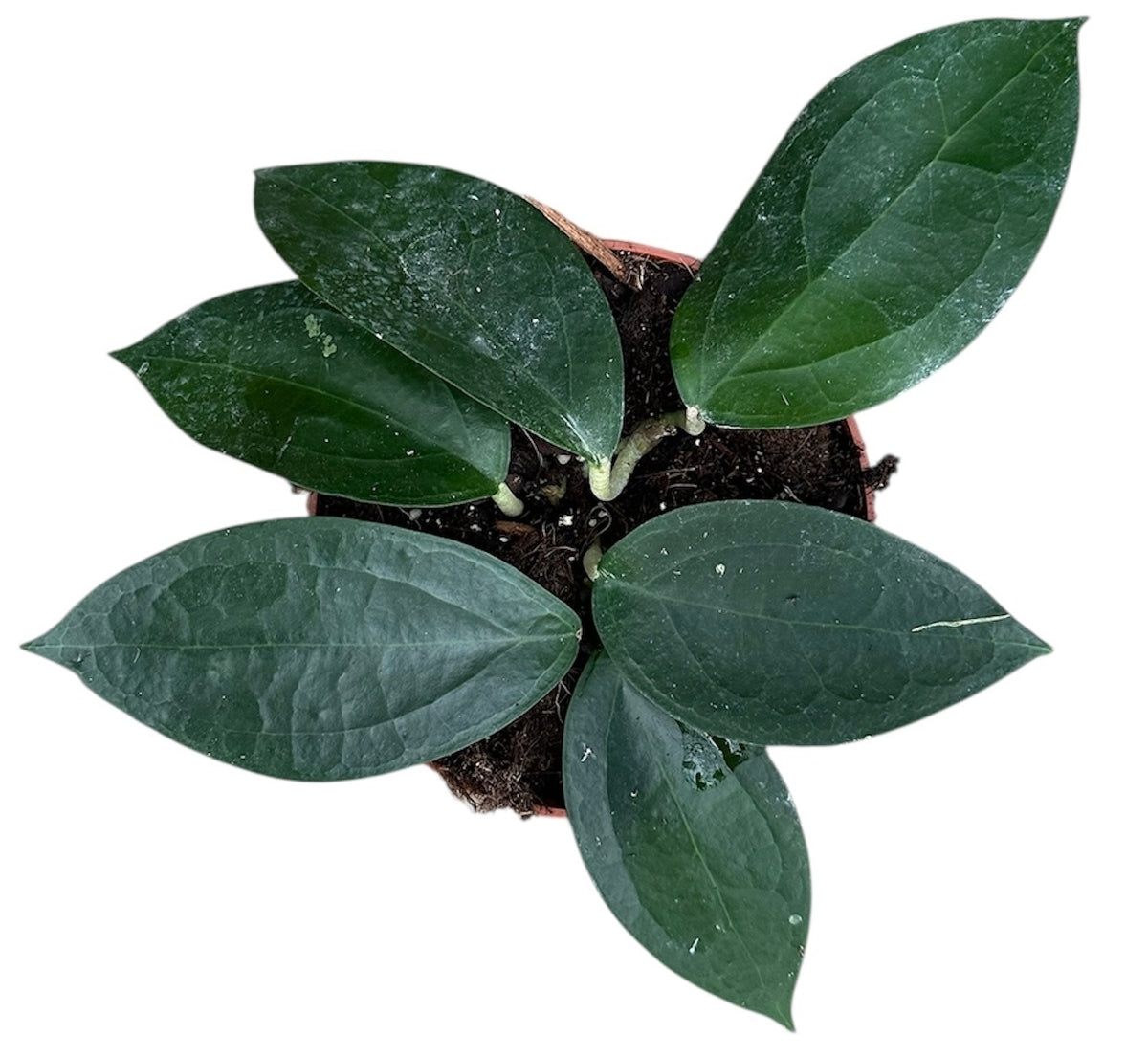 Hoya sp Timor 10.5cm Pot 10cm Height House Plant
