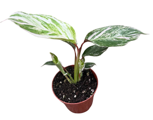 Calathea Glaza 8cm Pot 15cm Height House Plant