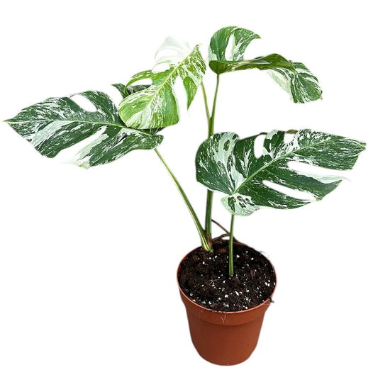 40 - 50cm Variegated Monstera Albo Cheese Plant 17cm Pot