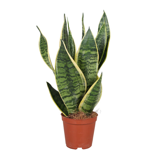 20 - 30cm Sansevieria Futura Superba House Plant in 12cm Pot