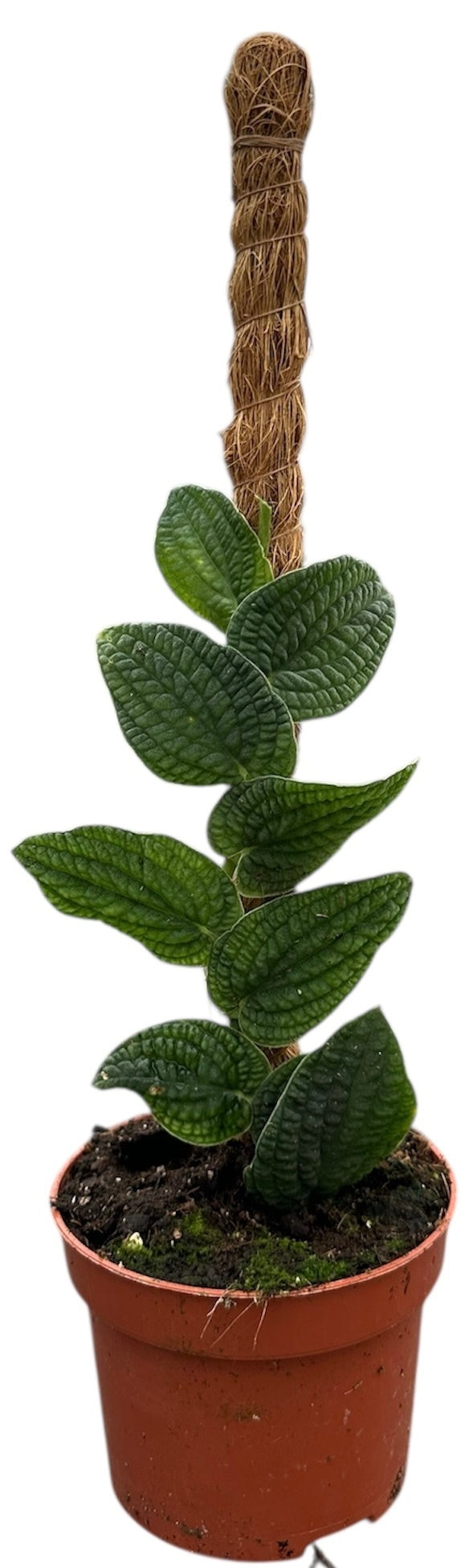 Rhaphidophora Tenuis Silver 10.5cm Pot 10.5cm Height House Plant