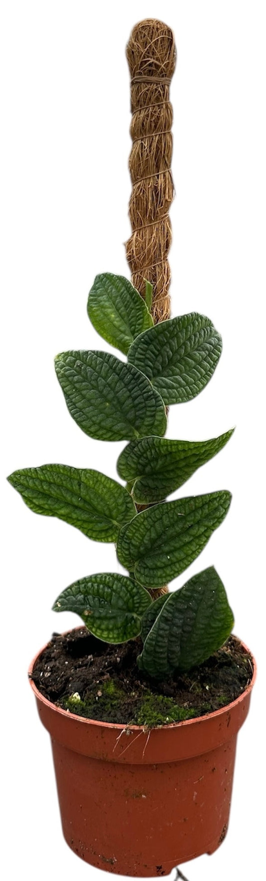 Rhaphidophora Tenuis Silver 10.5cm Pot 10.5cm Height House Plant