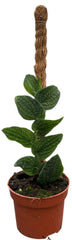 Rhaphidophora Tenuis Silver 10.5cm Pot 10.5cm Height House Plant