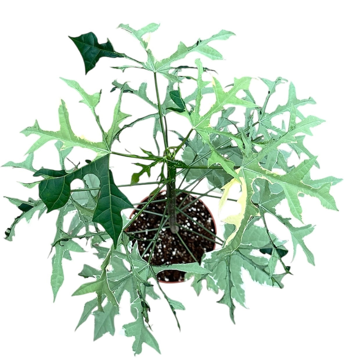 Cnidoscolus Aconitifolius Variegata 17cm Pot House Plant – Plants For All  Seasons
