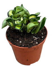 Hoya Compacta Mauna loa 8cm Pot 15cm Height House Plant