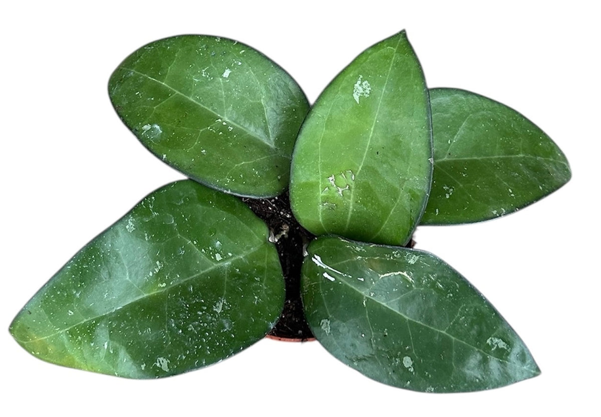Hoya sp Malang House Plant 10,5 cm Pot