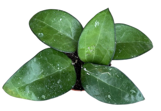 Hoya sp Malang House Plant 10,5 cm Pot