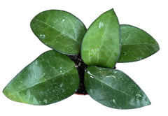 Hoya sp Malang House Plant 10,5 cm Pot