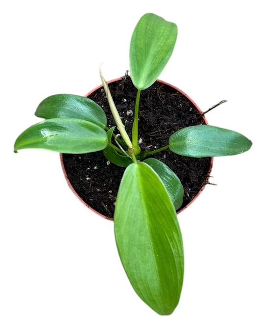 Philodendron Longilobatum Lelano Miyano 8cmcm Pot 10cm Height House Plant