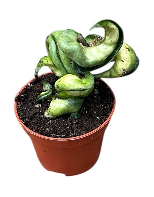 Hoya Compacta Mauna loa 6cm Pot 8cm Height House Plant
