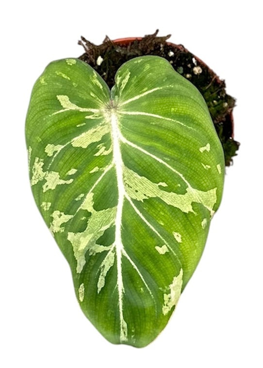 Philodendron Gloriosum Snow Leopard 10.5cm Pot House Plant