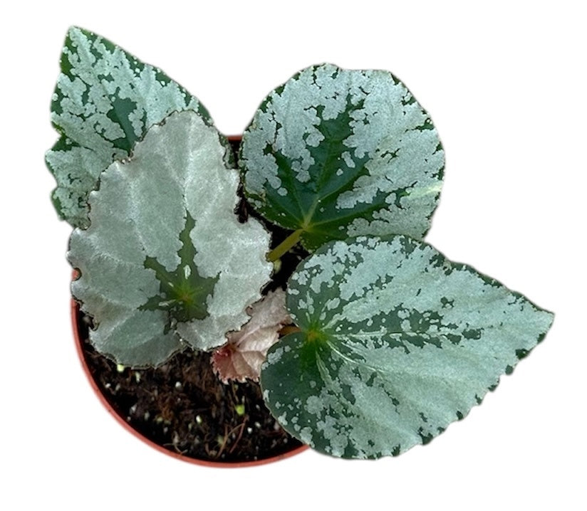 Begonia Grey Earl 8cm Pot 12cm Height House Plant