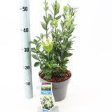 5x Euonymus japonicus Himalaya 19cm Pot 30cm Shrub Plant