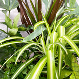 6 x 12cm Mixed Houseplants Box House Plant