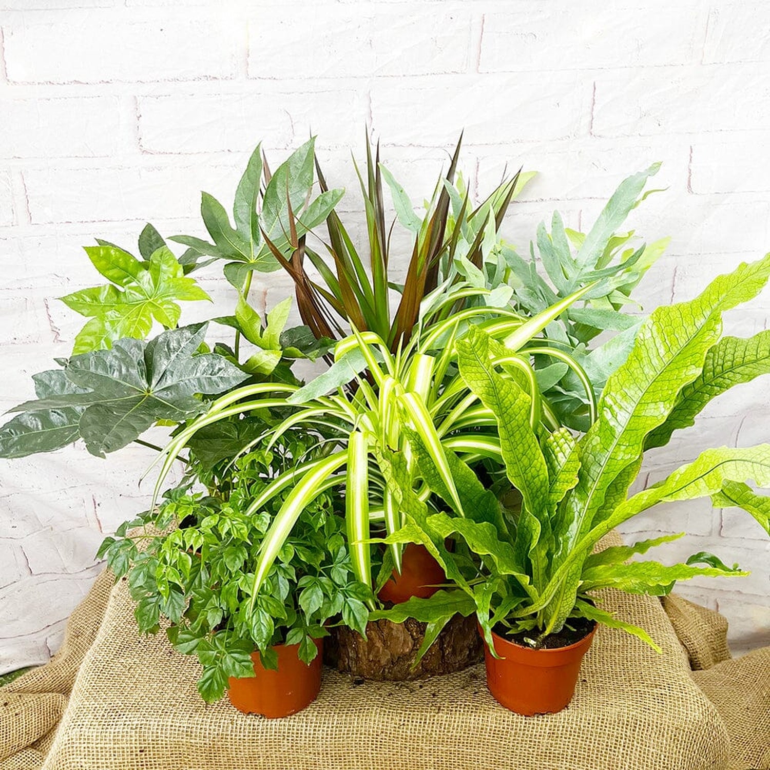 6 x 12cm Mixed Houseplants Box House Plant