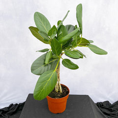 60 - 70cm Ficus Benghalensis Audrey with Twisted Stem Rubber Plant 17cm Pot House Plant House Plant