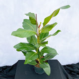 60 - 70cm Ficus Benghalensis Joy Rubber Plant 17cm Pot House Plant