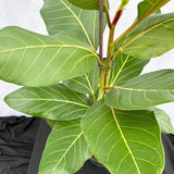 60 - 70cm Ficus Benghalensis Joy Rubber Plant 17cm Pot House Plant House Plant