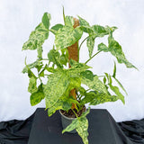 60 - 75cm Syngonium Mottled on Mosspole Arrowhead Plant 16cm Pot House Plant