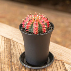 Variegated Gymnocalycium Mixed Cactus House Plant in 10cm Pot