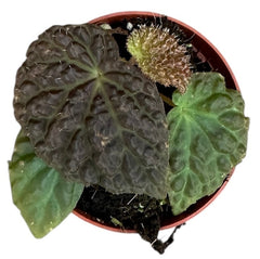 Begonia Ferox 8cm Pot 15cm Height House Plant
