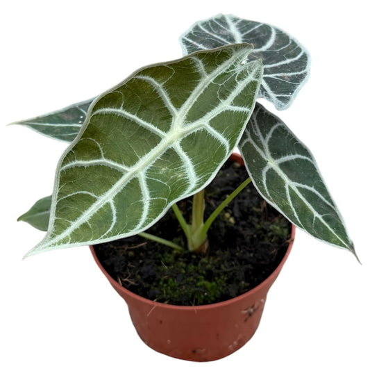 Alocasia Watsonia Lightning House Plant 10,5 cm Pot