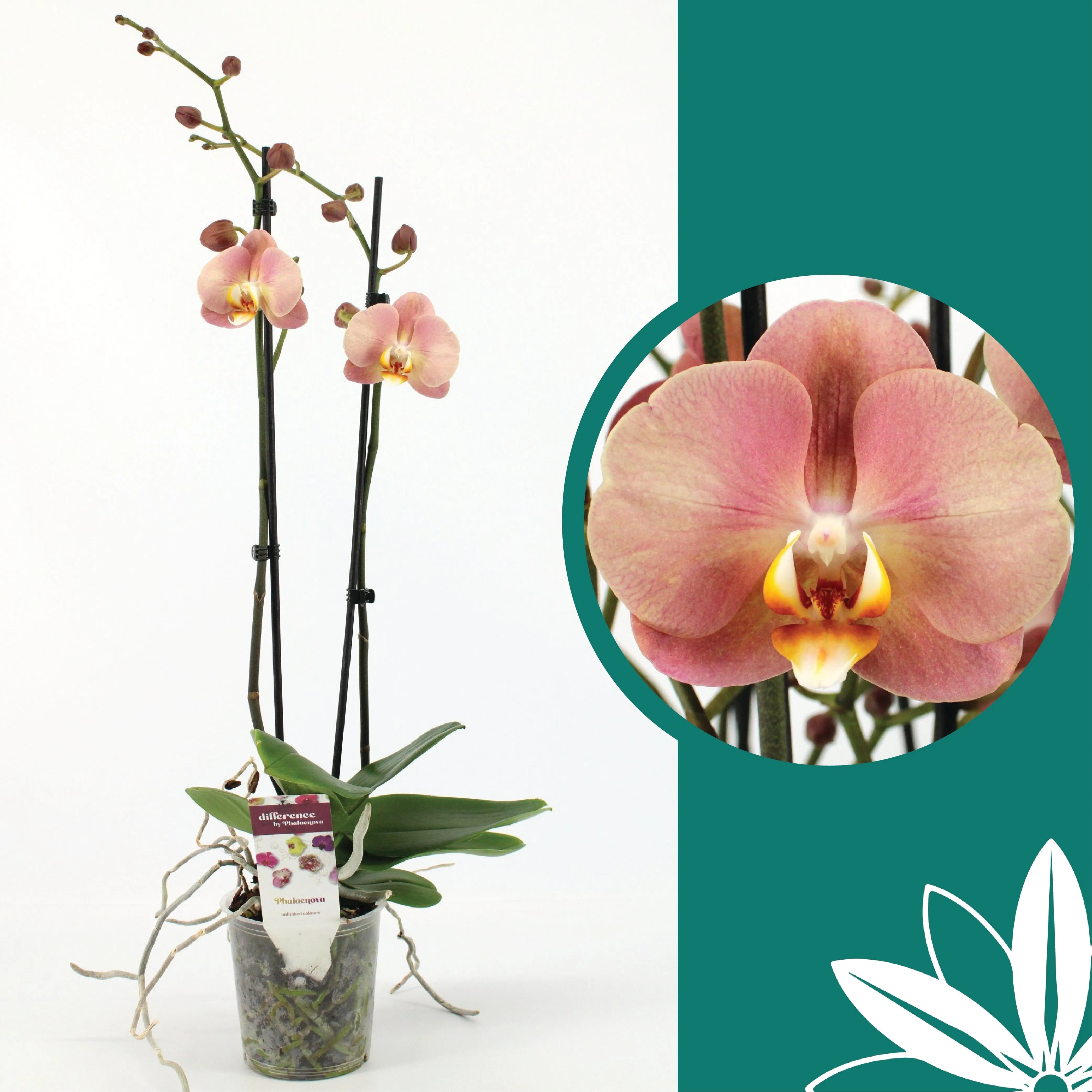 60 -70cm Phalaenopsis Sylvia Twin stem Orchid 12cm Pot