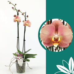 60 -70cm Phalaenopsis Sylvia Twin stem Orchid 12cm Pot