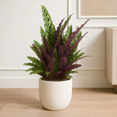 60 - 70cm Calathea Lancifolia Prayer Plant 17cm Pot House Plant