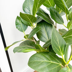 60 - 70cm Ficus Benghalensis Audrey with Twisted Stem Rubber Plant 17cm Pot House Plant