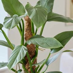 60 - 70cm Philodendron Hastatum on Mosspole Silver Sword 17cm Pot House Plant