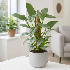 60 - 70cm Philodendron Hastatum on Mosspole Silver Sword 17cm Pot House Plant