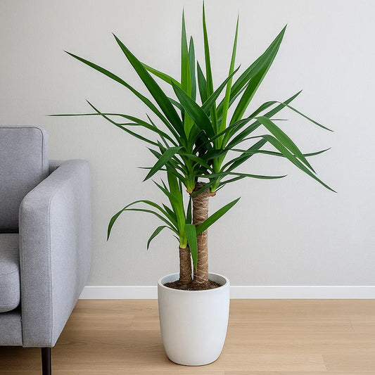 60 - 70cm Yucca Elephantipes 21cm Pot House Plant