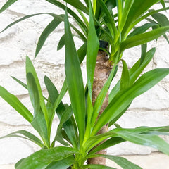 60 - 70cm Yucca Elephantipes 21cm Pot House Plant