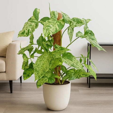 syngonium albo moss pole 60