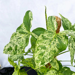 60 - 75cm Syngonium Mottled on Mosspole Arrowhead Plant 16cm Pot House Plant