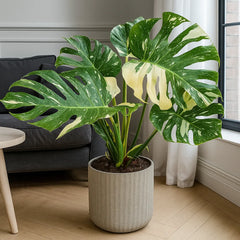 60 - 80 Monstera XL Thai Constellation Cheese Plant Variegated 19cm Pot House Plant