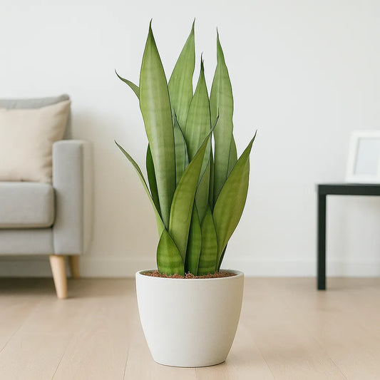60 - 80cm Sansevieria Moonshine Snake Plant 17cm Pot House Plant