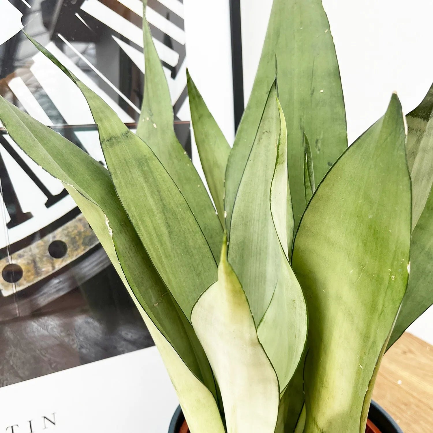 60 - 80cm Sansevieria Moonshine Snake Plant 17cm Pot House Plant