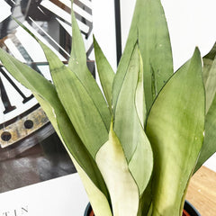 60 - 80cm Sansevieria Moonshine Snake Plant 17cm Pot House Plant